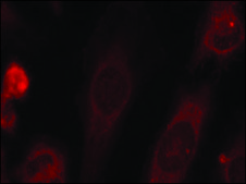 Anti-phospho-EIF2S1 (pSer51) antibody produced in rabbit affinity isolated antibody