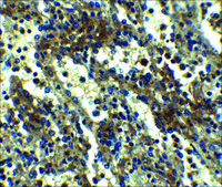 Anti-ASC antibody produced in rabbit affinity isolated antibody, buffered aqueous solution