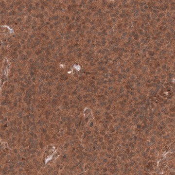 Monoclonal Anti-Yap1 Antibody Produced In Mouse Prestige Antibodies® Powered by Atlas Antibodies, clone CL13628, affinity isolated antibody, buffered aqueous glycerol solution