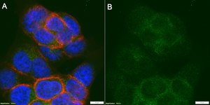 Anti-Raptor Antibody, clone 3F15 ZooMAb® Rabbit Monoclonal recombinant, expressed in HEK 293 cells