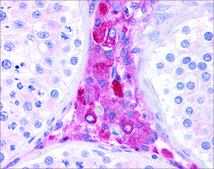 抗-BACE1 兔抗 affinity isolated antibody
