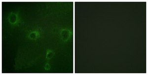 Anti-KV2.1 antibody produced in rabbit affinity isolated antibody