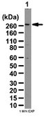Anti-ZO-1 Antibody from rabbit, purified by affinity chromatography