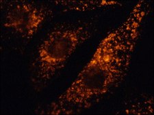 Anti-LAMP1−Cy3™ 兔抗 1-2 mg/mL, affinity isolated antibody, buffered aqueous solution