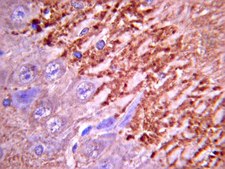 抗突触素I抗体 Chemicon®, from rabbit