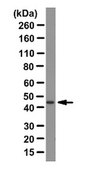 Anti-Sonic Hedgehog Antibody from rabbit, purified by affinity chromatography