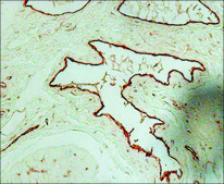 抗-血管性血友病因子 兔抗 IgG fraction of antiserum, buffered aqueous solution