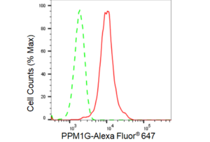 KD-Validated Anti PPM1G Antibody, clone 23GB2585, Rabbit Monoclonal clone 23GB2585, recombinant rabbit monoclonal, expressed in HEK293 cells