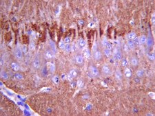 抗突触素I抗体 serum, Chemicon®