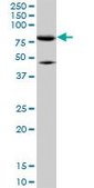 Monoclonal Anti-MFN2, (C-terminal) antibody produced in mouse clone 6A8, purified immunoglobulin, buffered aqueous solution