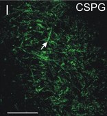 Anti-Chondroitin Sulfate Proteoglycan Antibody, Brain (core protein), clone Cat-301 clone Cat-301, Chemicon®, from mouse