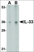 Anti-IL-33 antibody produced in rabbit affinity isolated antibody, buffered aqueous solution