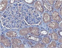 抗血栓调节蛋白抗体，克隆273-34A clone 273-34A, from rat