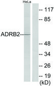 Anti-ADRB2 antibody produced in rabbit affinity isolated antibody