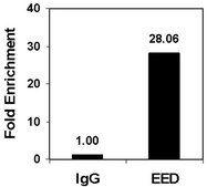 ChIPAb+ EED - ChIP Validated Antibody and Primer Set from rabbit