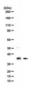 Anti-GADD45 alpha Antibody from rabbit, purified by affinity chromatography