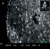 Anti-Muscarinic Acetylcholine Receptor m1 Antibody Chemicon®, from rabbit