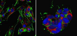 抗PPAR-γ抗体 from rabbit, purified by affinity chromatography
