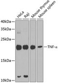 Anti-TNF-α antibody produced in rabbit