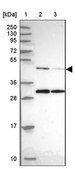 Anti-ACTR3 antibody produced in rabbit Prestige Antibodies® Powered by Atlas Antibodies, affinity isolated antibody, buffered aqueous glycerol solution