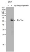 Monoclonal Anti-Myc tag antibody produced in mouse clone GT0002, affinity isolated antibody