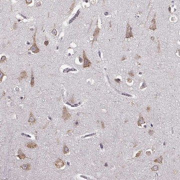 Anti-GABRG3 antibody produced in rabbit Prestige Antibodies® Powered by Atlas Antibodies, affinity isolated antibody, buffered aqueous glycerol solution