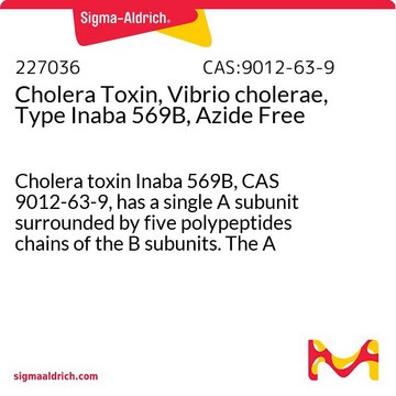 Cholera Toxin, Vibrio cholerae, Type Inaba 569B, Azide Free Cholera toxin Inaba 569B, CAS 9012-63-9, has a single A subunit surrounded by five polypeptides chains of the B subunits. The A subunit catalyzes the ADP-ribosylation of the α-subunit of G-proteins.
