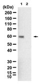 Anti-SMAD4 Antibody, clone 1C14 ZooMAb® Rabbit Monoclonal recombinant, expressed in HEK 293 cells