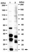 Anti-Death-associated protein 1 Antibody 1.0 mg/mL, from rabbit