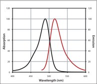 Anti-Rabbit IgG (H+L), highly cross-adsorbed, CF™ 488A antibody produced in goat ~2 mg/mL, affinity isolated antibody