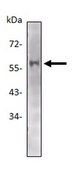 Anti-TIP60 Antibody, clone 3F9 ascites fluid, clone 3F9, from mouse