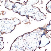 Anti-CYPOR antibody produced in rabbit