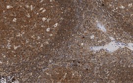 Anti-NF-kB p50/105 Antibody, clone 1N19, ZooMAb® Rabbit Monoclonal recombinant, expressed in HEK 293 cells