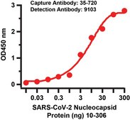 Anti-SARS-CoV-2 (COVID-19) Nucleocapsid antibody produced in rabbit affinity isolated antibody