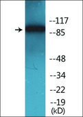 Anti-phospho-ADAM 17 (pThr735) antibody produced in rabbit affinity isolated antibody