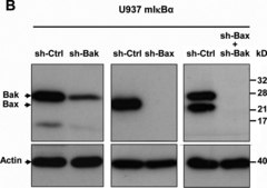 Anti-Bak Antibody, NT Upstate®, from rabbit