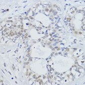 Anti-SIRT1 antibody produced in rabbit