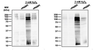Anti-pan-ADP-ribose binding reagent from Escherichia coli