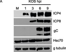 Anti-γ-Tubulin antibody, Mouse monoclonal clone GTU-88, purified from hybridoma cell culture