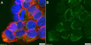Anti-CA9 Antibody, clone 1B6 ZooMAb® Rabbit Monoclonal recombinant, expressed in HEK 293 cells