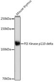 Anti-PI3 Kinase p110 delta antibody produced in rabbit