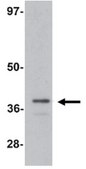Anti-ZIP-1 Antibody from rabbit, purified by affinity chromatography