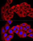 Anti-SQSTM1/p62 antibody produced in rabbit