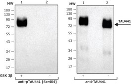 Tau-441 人 recombinant, lyophilized powder, expressed in HEK 293 cells, ≥95% (SDS-PAGE)