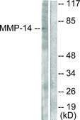 Anti-MMP-14 antibody produced in rabbit affinity isolated antibody