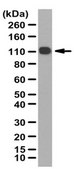 Anti-DBN1 Antibody from rabbit, purified by affinity chromatography