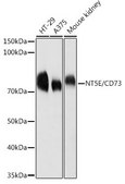Anti- NT5E / CD73 antibody produced in rabbit