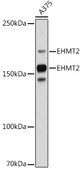 Anti-EHMT2 Antibody, clone 2I0Q4, Rabbit Monoclonal
