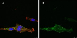 Anti-NG2 Antibody, clone 1L2, ZooMAb® Rabbit Monoclonal recombinant, expressed in HEK 293 cells