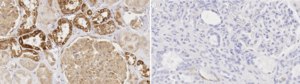 Anti-TRPM7 Antibody, clone 1B7 ZooMAb® Rabbit Monoclonal recombinant, expressed in HEK 293 cells